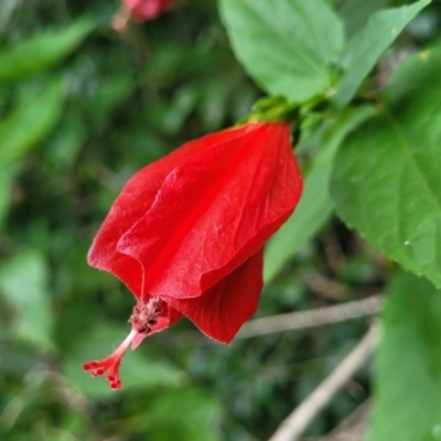 Unidentified Other Shrub at Nambucca Heads, NSW - 2 Jul 2023 by trevorpreston