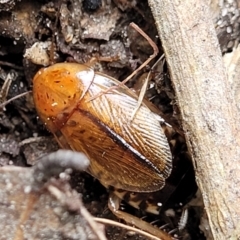 Unidentified Cockroach (Blattodea, several families) at Nambucca Heads, NSW - 2 Jul 2023 by trevorpreston