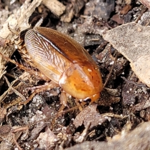 Johnrehnia bulburina at Nambucca Heads, NSW - 2 Jul 2023 01:44 PM