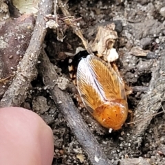 Johnrehnia bulburina at Nambucca Heads, NSW - 2 Jul 2023 01:44 PM