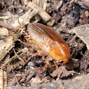 Johnrehnia bulburina at Nambucca Heads, NSW - 2 Jul 2023 01:44 PM