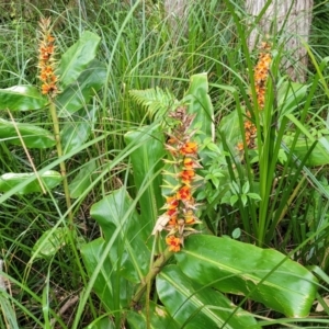 Hedychium gardnerianum at Nambucca Heads, NSW - 2 Jul 2023