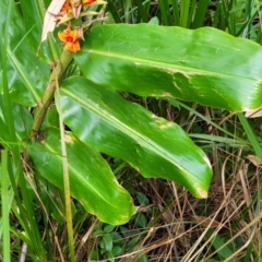 Hedychium gardnerianum at Nambucca Heads, NSW - 2 Jul 2023 01:42 PM