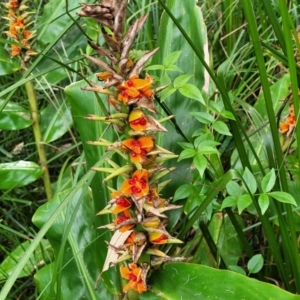 Hedychium gardnerianum at Nambucca Heads, NSW - 2 Jul 2023 01:42 PM