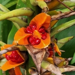 Hedychium gardnerianum at Nambucca Heads, NSW - 2 Jul 2023 01:42 PM