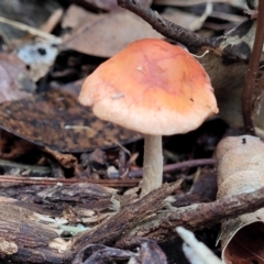 Unidentified Cap on a stem; gills below cap [mushrooms or mushroom-like] at Nambucca Heads, NSW - 2 Jul 2023 by trevorpreston