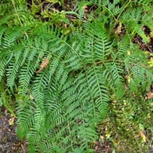 Pteridium esculentum at Nambucca Heads, NSW - 2 Jul 2023