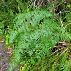 Pteridium esculentum at Nambucca Heads, NSW - 2 Jul 2023