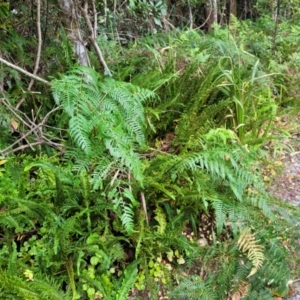 Pteridium esculentum at Nambucca Heads, NSW - 2 Jul 2023