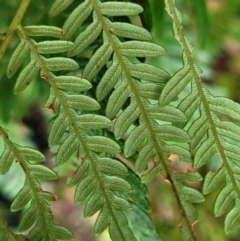 Pteridium esculentum at Nambucca Heads, NSW - 2 Jul 2023