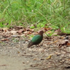 Chalcophaps longirostris (Pacific Emerald Dove) at Julatten, QLD - 30 Jun 2023 by BenW
