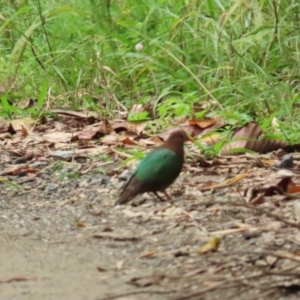 Chalcophaps longirostris at Julatten, QLD - 30 Jun 2023 08:11 AM