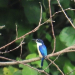 Todiramphus macleayii (Forest Kingfisher) at Lower Daintree, QLD - 29 Jun 2023 by BenW