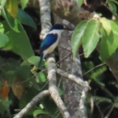 Todiramphus macleayii at Lower Daintree, QLD - 29 Jun 2023