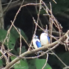 Todiramphus macleayii at Lower Daintree, QLD - 29 Jun 2023 12:11 PM