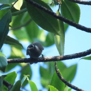 Bolemoreus frenatus at Cape Tribulation, QLD - 29 Jun 2023