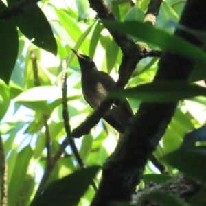 Bolemoreus frenatus at Cape Tribulation, QLD - 29 Jun 2023