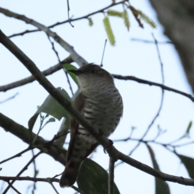 Chrysococcyx minutillus (Little Bronze-Cuckoo) at Port Douglas, QLD - 28 Jun 2023 by BenW