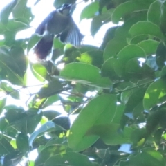 Carterornis leucotis (White-eared Monarch) at Daintree National Park - 28 Jun 2023 by BenW