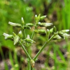 Cerastium glomeratum (Sticky Mouse-ear Chickweed) at Nambucca Heads, NSW - 4 Jul 2023 by trevorpreston