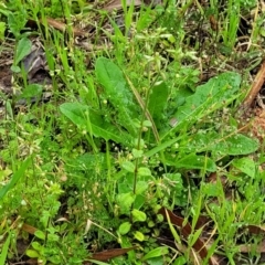 Cerastium glomeratum at Nambucca Heads, NSW - 4 Jul 2023