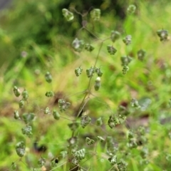 Briza minor (Shivery Grass) at Nambucca Heads, NSW - 4 Jul 2023 by trevorpreston