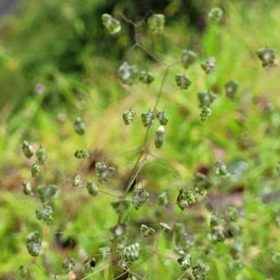 Briza minor (Shivery Grass) at Nambucca Heads, NSW - 4 Jul 2023 by trevorpreston