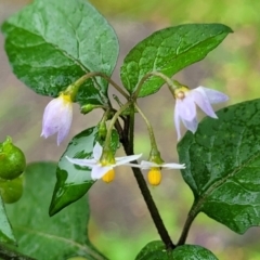 Solanum nodiflorum (Glossy Nightshade) at Nambucca Heads, NSW - 4 Jul 2023 by trevorpreston