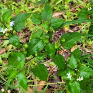 Solanum nodiflorum at Nambucca Heads, NSW - 4 Jul 2023