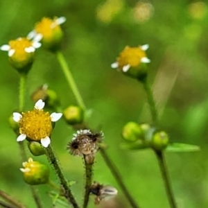 Galinsoga parviflora at Nambucca Heads, NSW - 4 Jul 2023