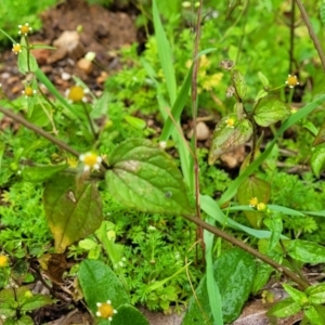 Galinsoga parviflora at Nambucca Heads, NSW - 4 Jul 2023