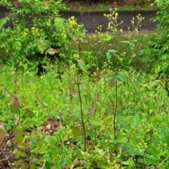 Galinsoga parviflora at Nambucca Heads, NSW - 4 Jul 2023 10:33 AM