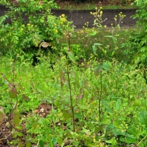 Galinsoga parviflora at Nambucca Heads, NSW - 4 Jul 2023 10:33 AM