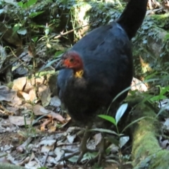 Alectura lathami (Australian Brush-turkey) at Syndicate, QLD - 28 Jun 2023 by BenW