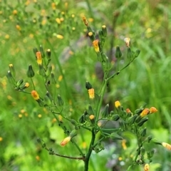 Youngia japonica at Nambucca Heads, NSW - 4 Jul 2023