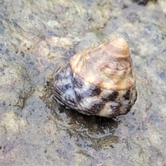 Unverified Sea Shell, Sea Slug or Octopus (Mollusca) at Nambucca Heads, NSW - 4 Jul 2023 by trevorpreston