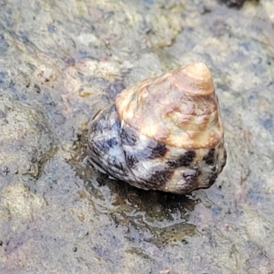Unidentified Sea Shell, Sea Slug or Octopus (Mollusca) at Nambucca Heads, NSW - 4 Jul 2023 by trevorpreston