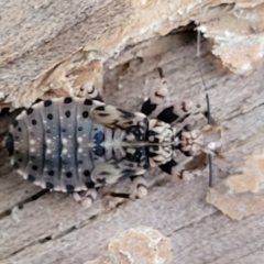 Unidentified True bug (Hemiptera, Heteroptera) at Nambucca Heads, NSW - 4 Jul 2023 by trevorpreston