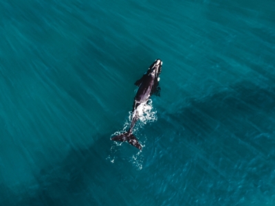 Eubalaena australis (Southern Right Whale) at Wapengo, NSW - 2 Jul 2023 by bdixon75