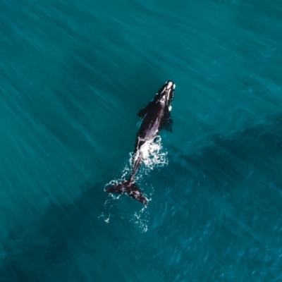 Eubalaena australis (Southern Right Whale) at Wapengo, NSW - 2 Jul 2023 by bdixon75