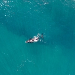 Eubalaena australis at Wapengo, NSW - 2 Jul 2023 11:58 AM