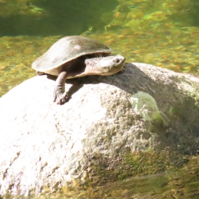 Elseya latisternum (Saw-shelled Turtle) at Daintree National Park - 28 Jun 2023 by BenW