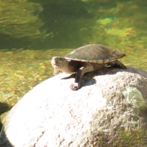 Elseya latisternum at Syndicate, QLD - 28 Jun 2023