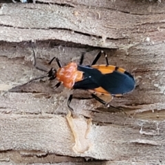 Unidentified True bug (Hemiptera, Heteroptera) at Nambucca Heads, NSW - 4 Jul 2023 by trevorpreston