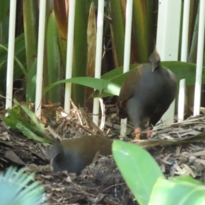 Megapodius reinwardt at Port Douglas, QLD - 28 Jun 2023 11:46 AM