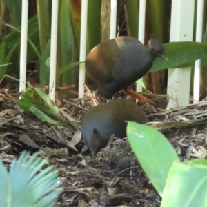 Megapodius reinwardt at Port Douglas, QLD - 28 Jun 2023 11:46 AM