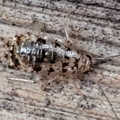 Unidentified Cockroach (Blattodea, several families) at Nambucca Heads, NSW - 4 Jul 2023 by trevorpreston