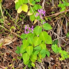 Hypoestes aristata (Ribbon Plant) at Nambucca Heads, NSW - 4 Jul 2023 by trevorpreston