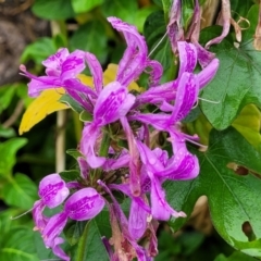 Hypoestes aristata at Nambucca Heads, NSW - 4 Jul 2023 10:21 AM