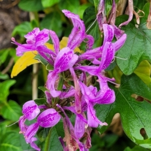 Hypoestes aristata at Nambucca Heads, NSW - 4 Jul 2023